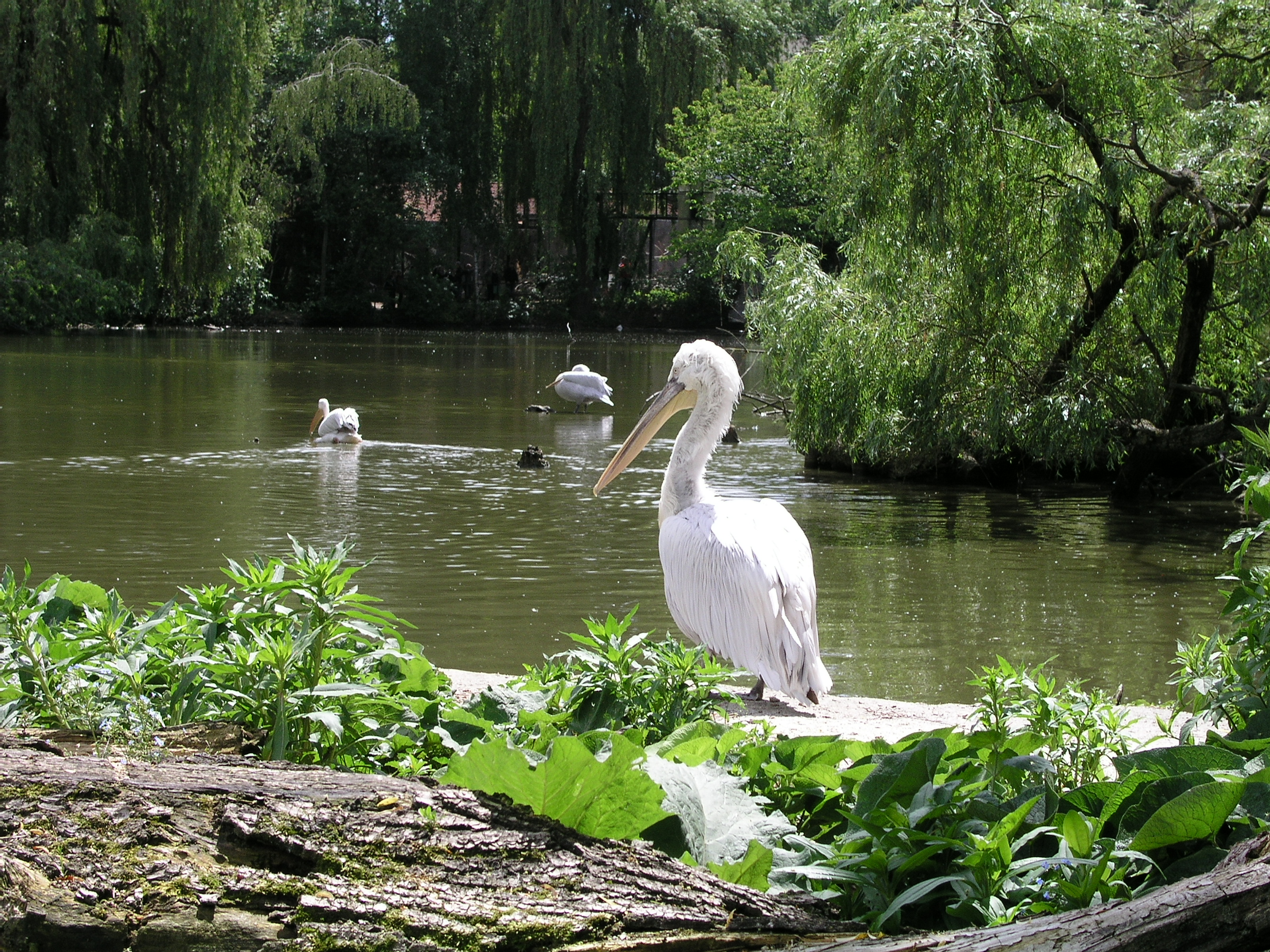 Zoo Schmiding